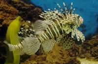 ddos攻击测试工具